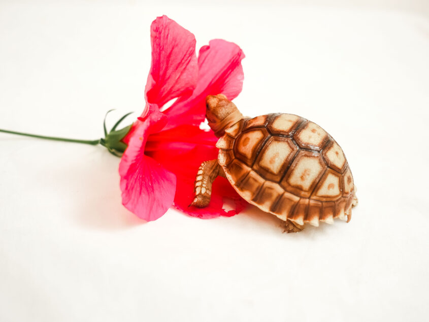 Hibiscus for Sulcata Tortoise